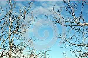 Old leafless tree branches on sky background, Juglans branches.