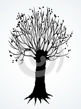 Old leafless trees. Vector drawing