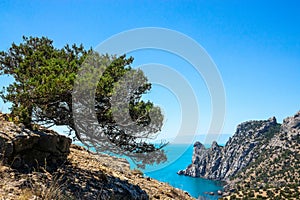 Old leaning juniper on a mountainside