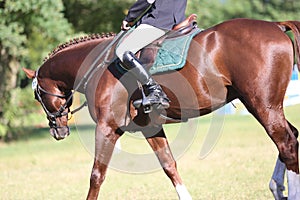 Old leather saddle with stirrups for show jumping race photo