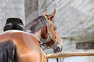 Old leather saddles horse with stirrups on a back of a saddle horse