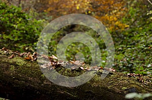 Old leaves on a fallen tree trunk in autumn light