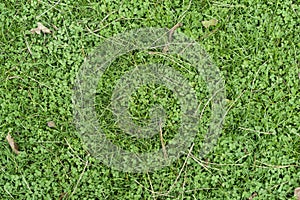 Old leaves on green grass