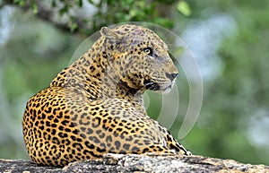Old Leopard male with scars on the face lies on the rock.