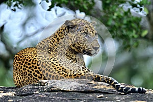 Old Leopard male with scars on the face lies on the rock.