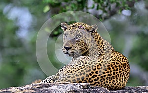 Old Leopard male on a stone.