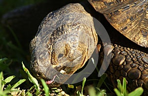 Old Leopard Tortoise in Tanzania, Africa