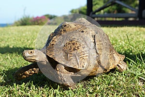 Old Leopard Tortoise in Tanzania, Africa