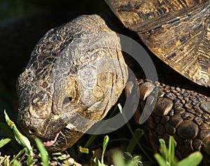 Old Leopard Tortoise in Tanzania, Africa