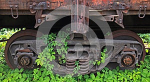 An old lifeless railway overgrown with a creeping vineyard