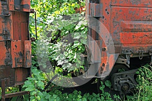 Old lifeless railway, overgrown with the creeping vineyard. Abandoned rusty wagons