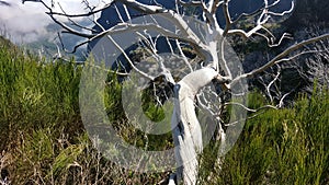 An old, lifeless sun drained tree hanging down the slope of a mountain