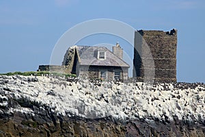 Old Lighthouse cottage, Guillemots, Farne Islands