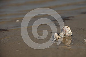 Lightning Welk Shell on the Beach