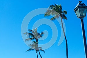 Old lightpole and palm trees