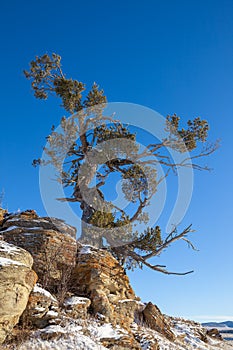 An old limber pine growing on a rocky outcrop in southern Alberta, Canada