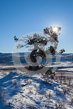 An old limber pine growing on a rocky outcrop in southern Alberta, Canada