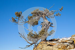 An old limber pine growing on a rocky outcrop in southern Alberta, Canada