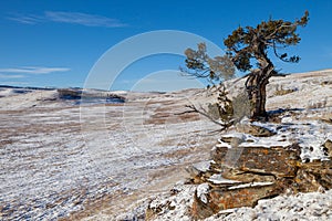 An old limber pine growing on a rocky outcrop in southern Alberta, Canada