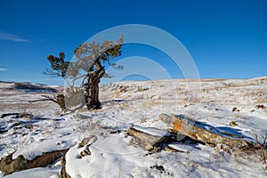 An old limber pine growing on a rocky outcrop in southern Alberta, Canada