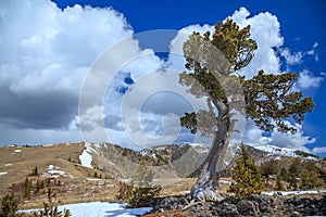 Old limber pine in the Rocky Mountain foothills, Alberta