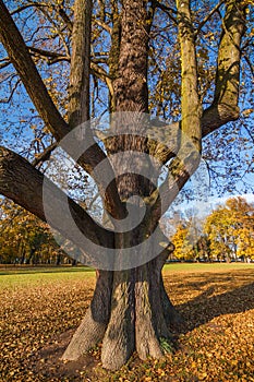 Old lime in castle park Budatin near by Zilina, Slovakia.