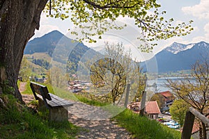 The old lime tree at weinberg hill, schliersee in spring