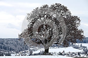 Old Lime Tree at Winter Time