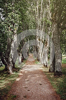 An old linden alley in the park near Jaunmokas Manor