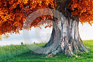 Old linden tree on autumn meadow