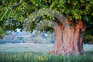 Old linden tree on summer meadow
