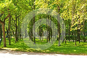 Old linden trees with long straight trunks and branches bent up like candelabra