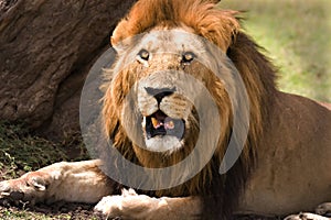 Old lion in Masai Mara