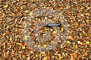 Old liquor bottle in autumnal painted leaves