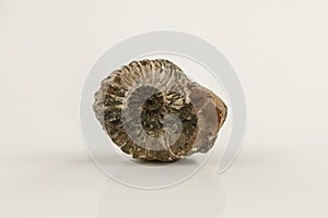 Old fossil snail and white background