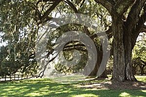 Old live oak trees covered in Spanish moss