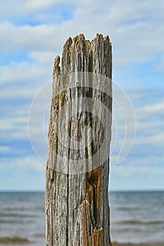 Old log against the sky