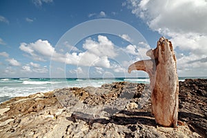 An old log on the coast of Cozumel. Mexico