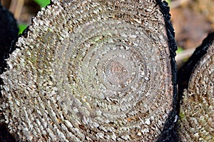Old log cut off texture close-up