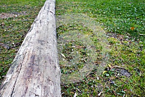 Old log on green grass