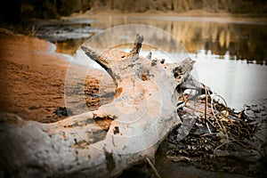 An old log lies on the bank of a drying forest river. Climate warming. Harm to the pristine nature