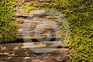 An old log, overgrown with green car, warmed by the midday sun - a horizontal close-up photo