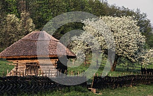 An old log shed behind a wattle fence at the edge of a forest. Spring landscape.