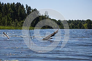 Old log sticking out of water