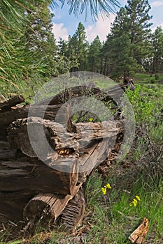 Old Log Structure