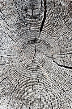 Old log with tree-ring