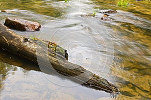 Old log in the water. Movement of water.