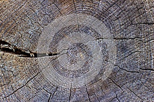 Old log - wooden section with an annual ring on a wooden cabin. Detail of cut logs where you can see a wooden structure. Close-up