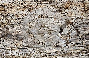 Old log with woodworm holes