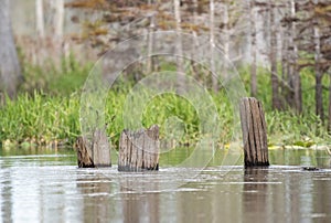 Old logging railroad pylons in Mixon`s Hammock; Okefenokee Swamp National Wildlife Refuge Georgia USA